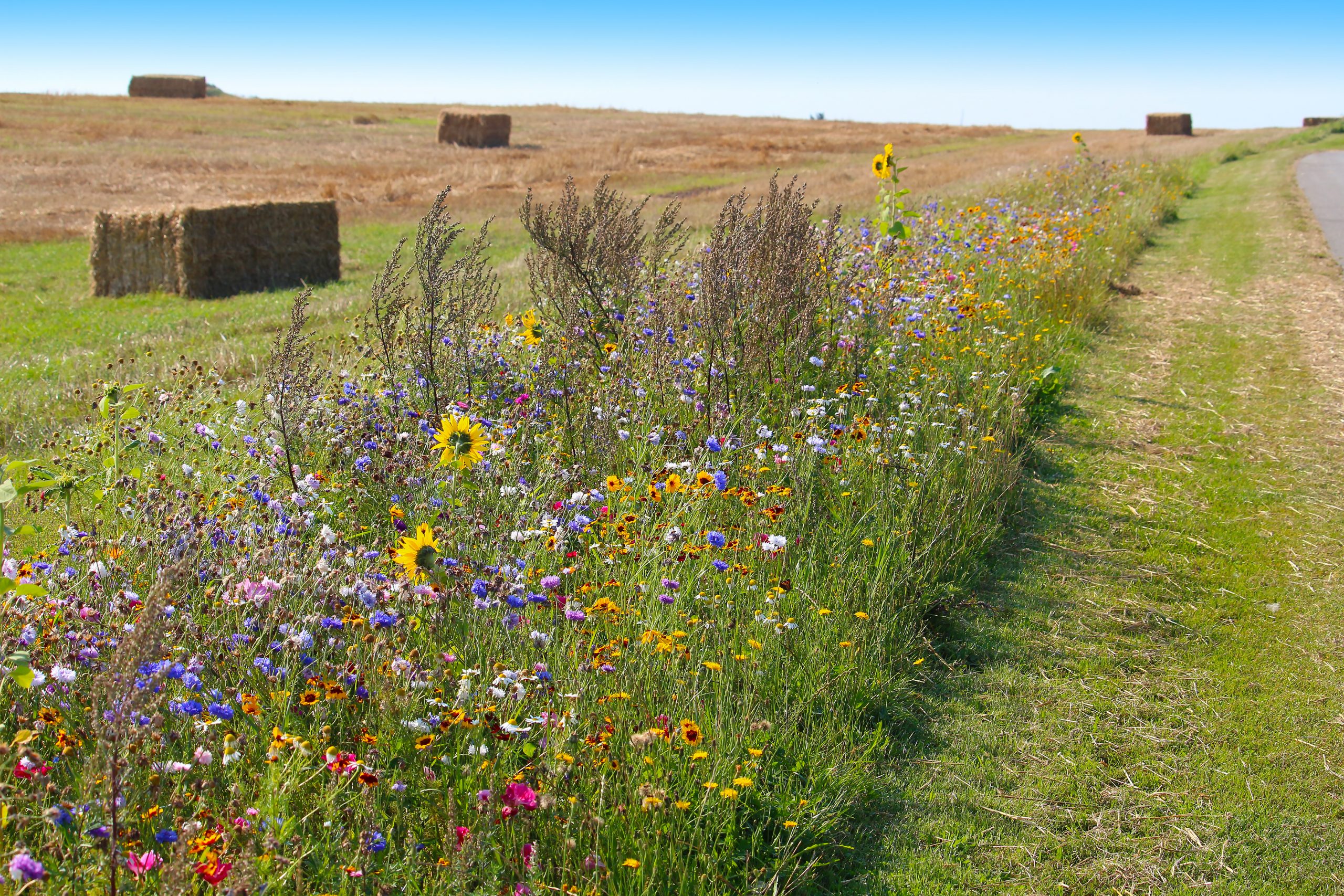 Wildflower Seeding